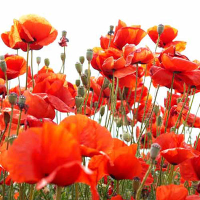 Poppy
