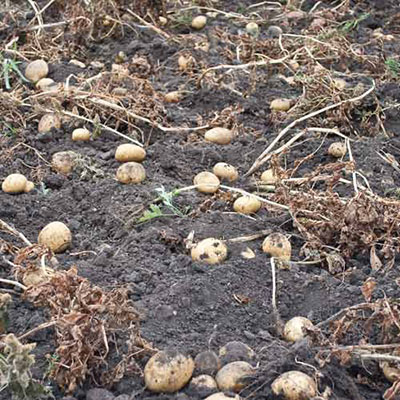 Potato