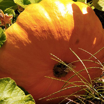 Pumpkin