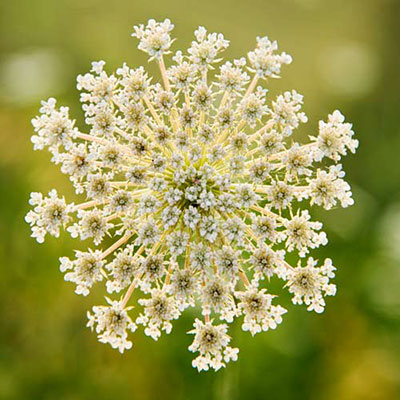 Queen Annes Lace