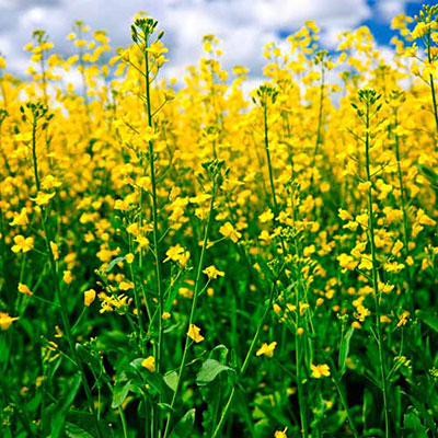 Rapeseed