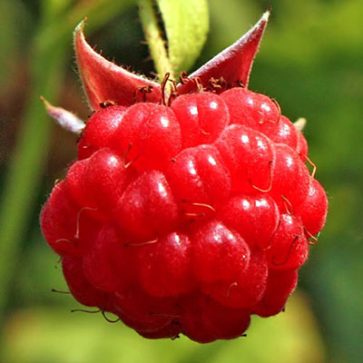 Raspberry