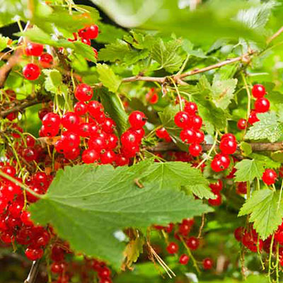 Redcurrant Bush