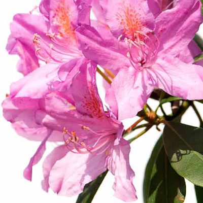 Rhododendron
