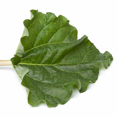  Rhubarb 
