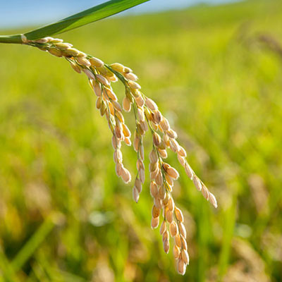 Rice