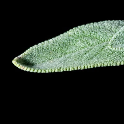Sage