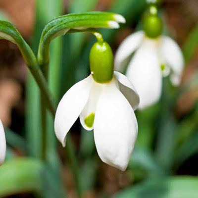 Snowdrop
