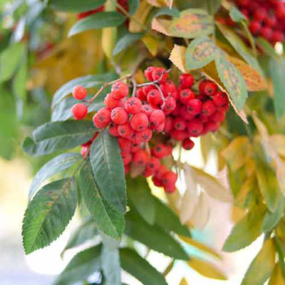 Sorbus