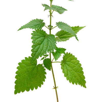 Stinging Nettle