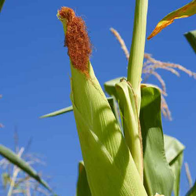 Sweetcorn