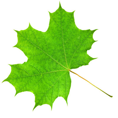  Sycamore 