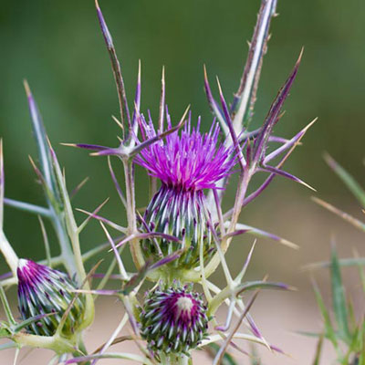 Thistle