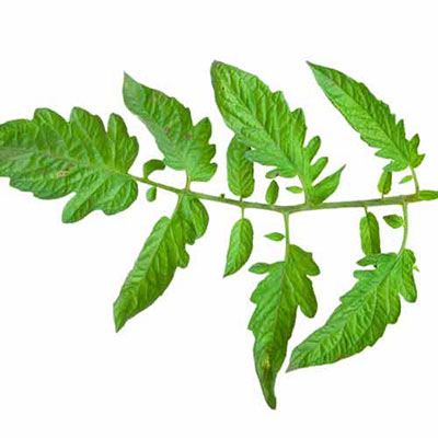 Tomato Plant
