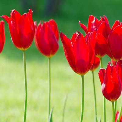 Tulips