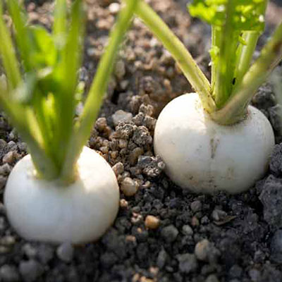 Turnip