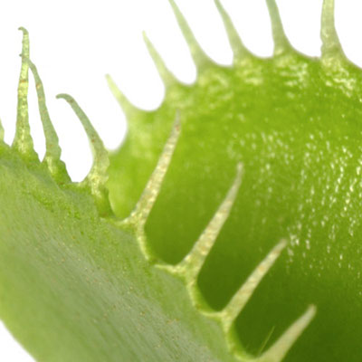 Venus Fly Trap