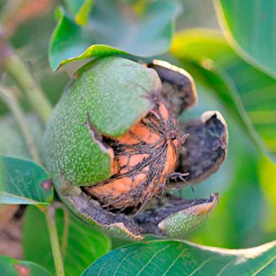 Walnut Tree