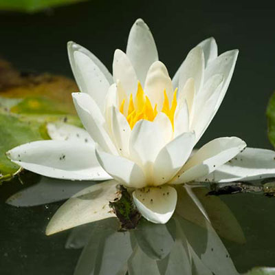  Water Lily 