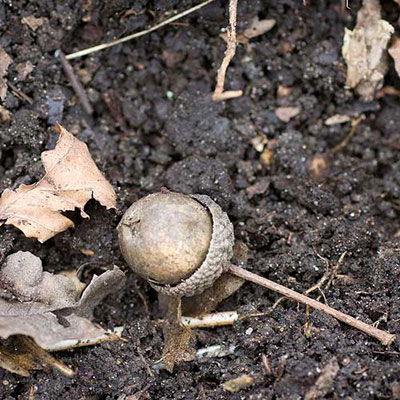  Acorn 
