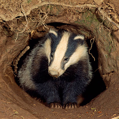 Badger
