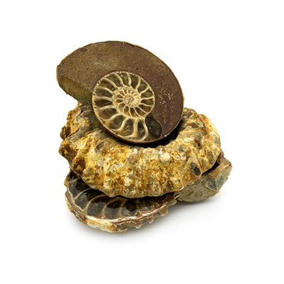 Fossils