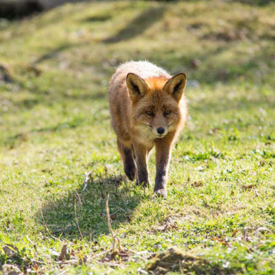  Fox 