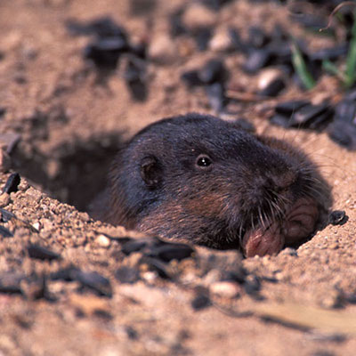 Gopher