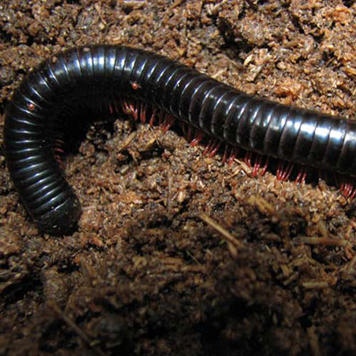 Millipede