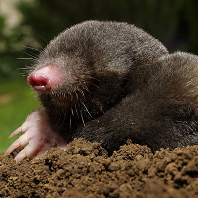 Mole