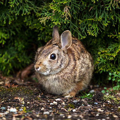 Rabbit
