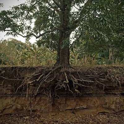  Roots 