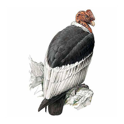  Andean Condor 