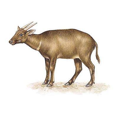 Anoa
