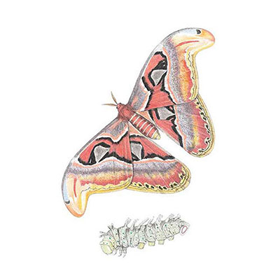 Atlas Moth
