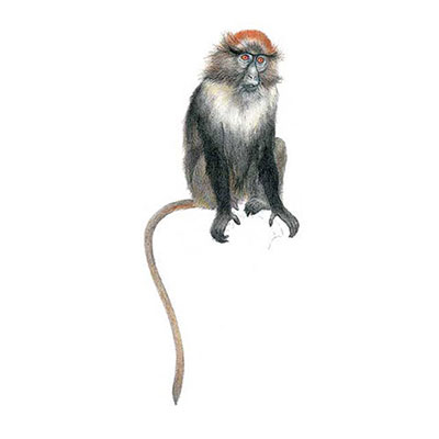 Blue Monkey