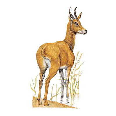 Bohor Reedbuck