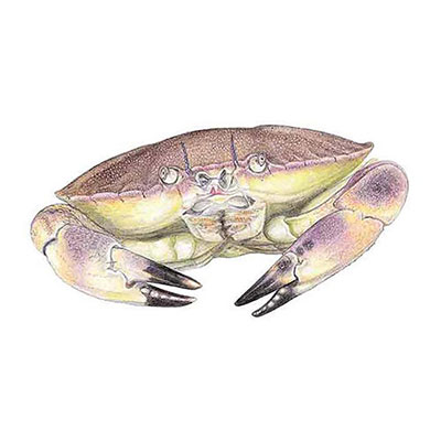 Brown Crab
