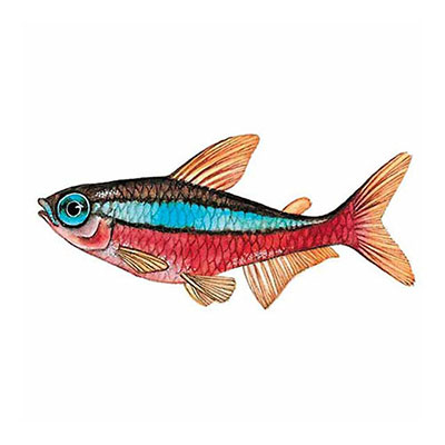 Cardinal Tetra