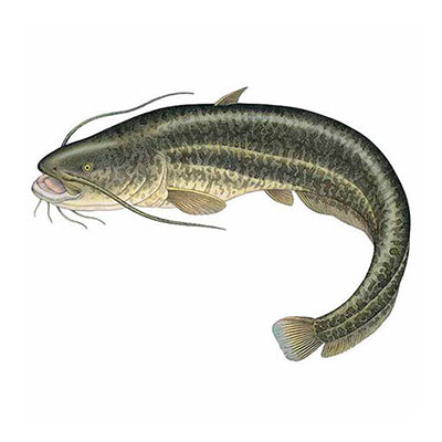  Catfish 