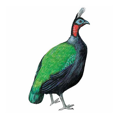 Congo Peacock