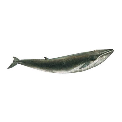 Fin Whale
