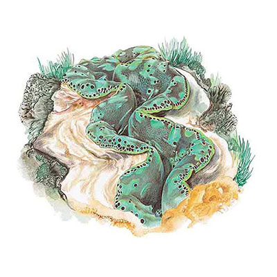 Giant Clam