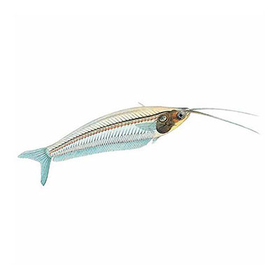 Glass Catfish