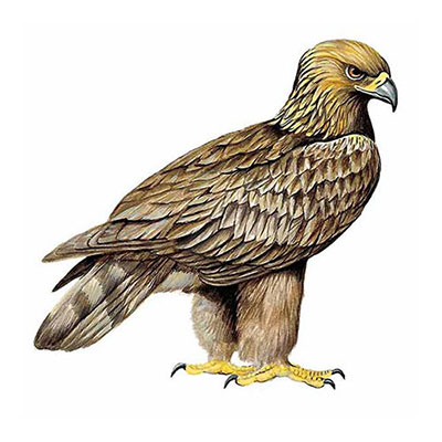  Golden Eagle 