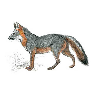 Gray Fox