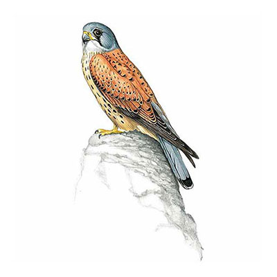 Kestrel
