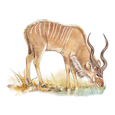 Kudu