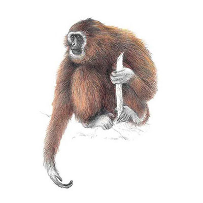 Lar Gibbon