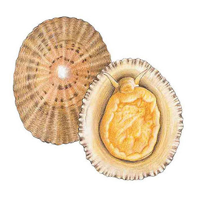 Limpet